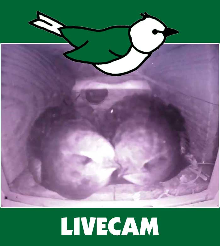 BirdCam - Livebilder Mauersegler